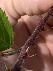 Rubus praecox