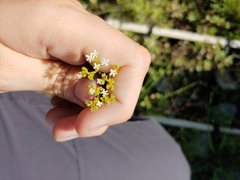 Valerianella amarella