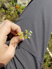 Valerianella amarella