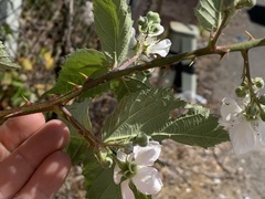 Rubus praecox
