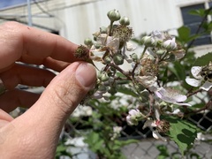 Rubus praecox