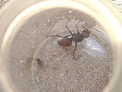 Dasymutilla texanella