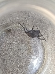 Dasymutilla texanella