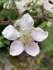 Rubus praecox