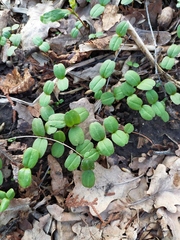 Impatiens parviflora