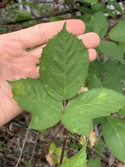 Rubus praecox