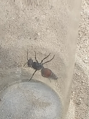 Dasymutilla texanella