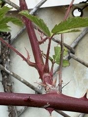 Rubus praecox