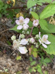 Rubus praecox
