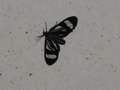 Agyrta