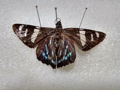 Phocides