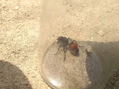 Dasymutilla texanella