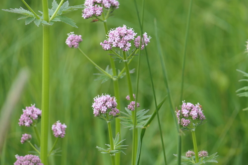Vaistinis valerijonas nuotrauka