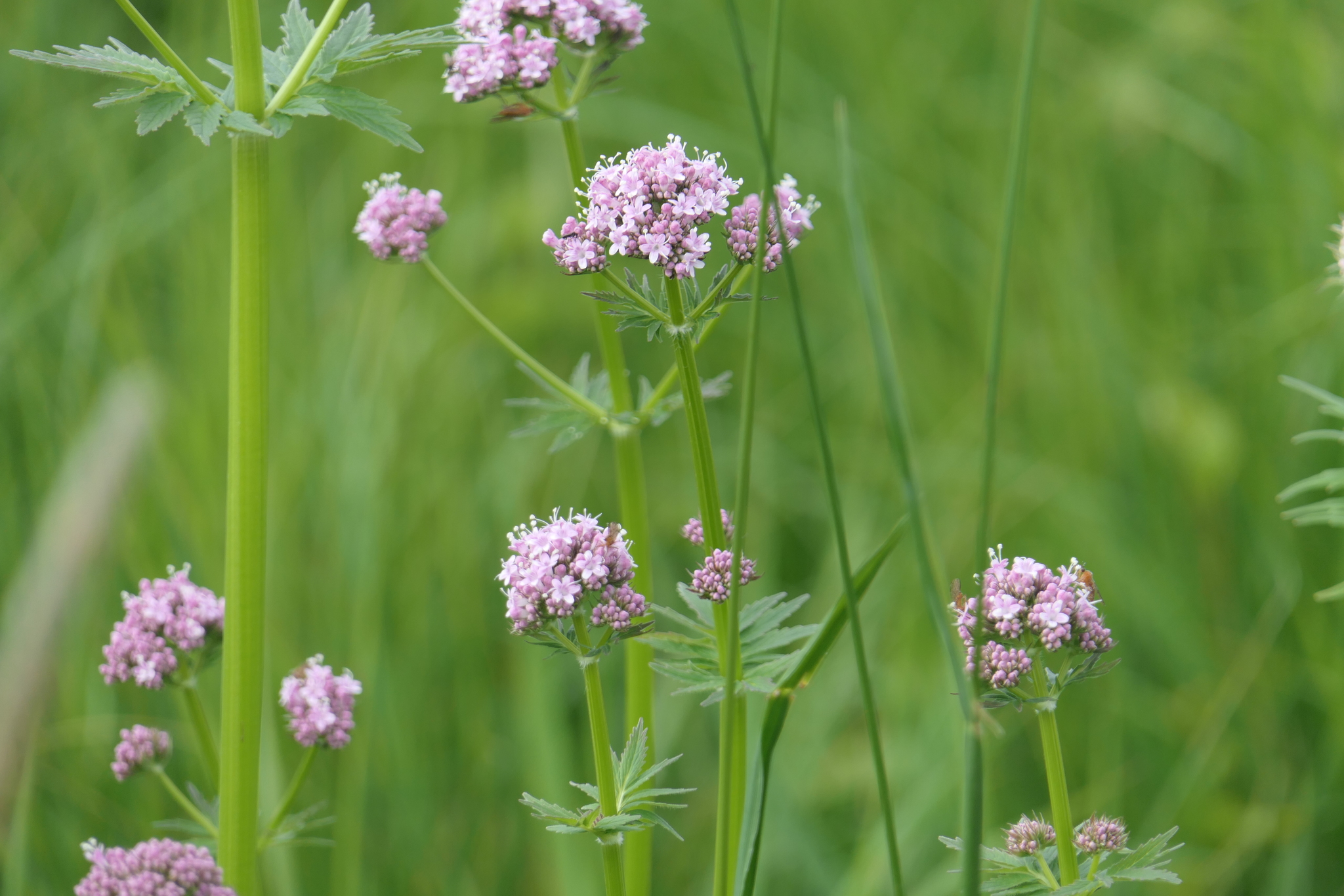common valerian (Valeriana officinalis)  iNaturalist