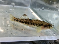 Etheostoma coosae