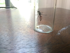 Dasymutilla texanella