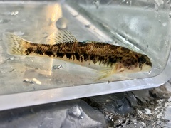 Etheostoma coosae