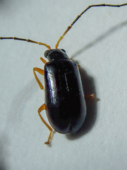Luperus longicornis