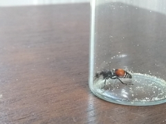 Dasymutilla texanella