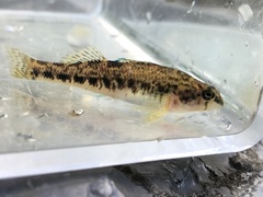 Etheostoma coosae