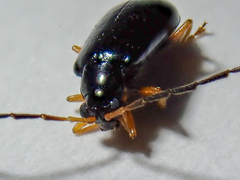 Luperus longicornis