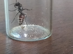 Dasymutilla texanella