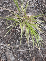 Carex rossii