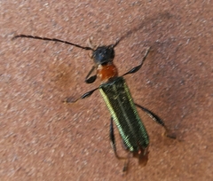 Callimus abdominalis