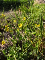 Ranunculus reptabundus