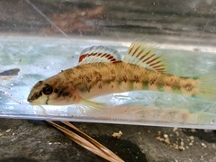 Etheostoma coosae