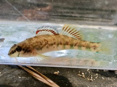 Etheostoma coosae