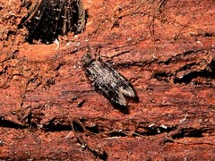 Lepidopsocidae