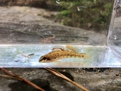 Etheostoma coosae