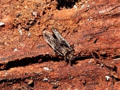 Lepidopsocidae
