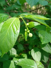 Cephalanthus occidentalis