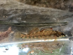 Etheostoma coosae