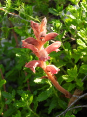 Orobanche teucrii