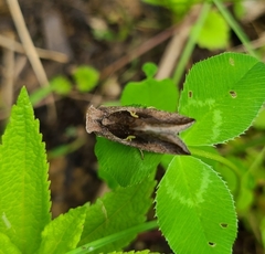Anagrapha