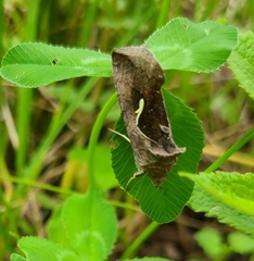 Anagrapha