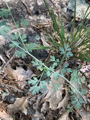 Capnoides sempervirens