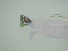 Trachemys scripta elegans