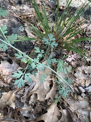 Capnoides sempervirens