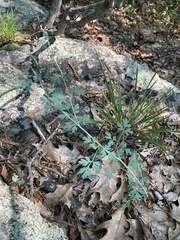 Capnoides sempervirens