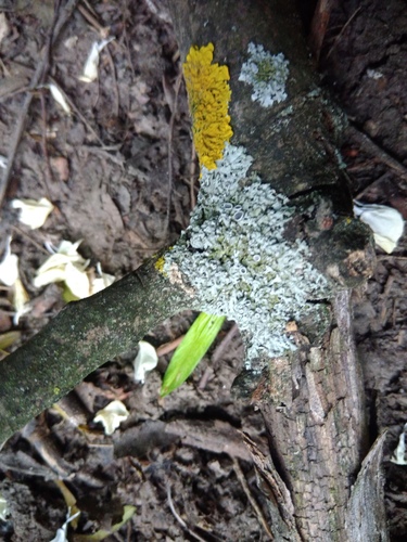 fyscia hviezdovitá (Physcia stellaris)