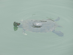 Trachemys scripta elegans