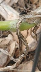 Tritoxa