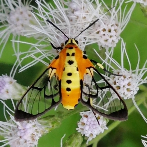Hyda basilutea