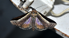 Lophoptera vittigera