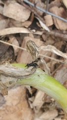 Tritoxa