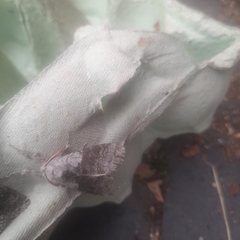 Calliteara pudibunda